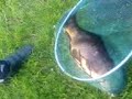 Bretts big fish Bretts big fish