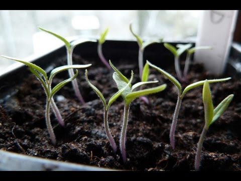how to transplant tomato plants