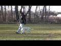 videos de Labrador Retriever Ellie - Obedience Training Graduate