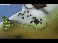 SHOOTING STAR Runescape Mining and REWARDS!Also location