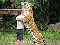 Tiger Drinking Milk
