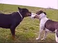 AMSTAFF VS ROTTWEILER