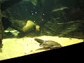 Duck-Billed Platypus