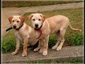 ANIMAIS... AMOR INCONDICIONAL ANIMAIS... AMOR INCONDICIONAL