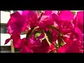 GNE College Video GNE College Video