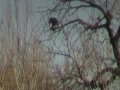 BaldEaglehaving lunch.MOD