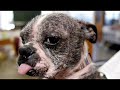 The Puppy Mills