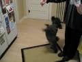 videos de LuLu The Dancing Dog