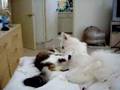 Dog & Cat cuddling