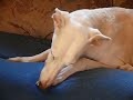 Galgo Uckas