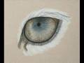 Wildlife artist Frances Whitman's 'how to draw a leopard eye