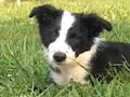 Pablo 13 Week Old Border Collie DarnFar.com