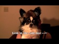 Vlog: Supernote Wrap-up with Petey!