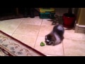 Puppy Doesn't Trust Broccoli - animals, broccoli, cute, dog, pets, pomeranian, puppy, funny
