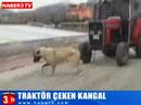 kangal