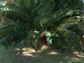 Kara�bes 972 - Paysages divers -