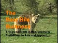 The Bear Bile Business The Bear Bile Business
