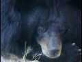 The Bear Bile Business The Bear Bile Business