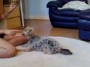 Yorkie dog doing her tricks!!