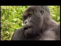 horrifying images from the bbc camera crew sent back to rwanda just days after the end of the conflict. the gorilla protectors scour the refugee camps for the park rangers who had been in charge of the mountain gorilla research centre. interesting video from bbc natural history video 'gorillas revisited with sir david attenborough'.