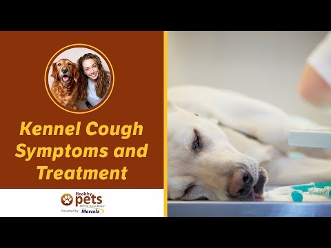 how to relieve kennel cough symptoms