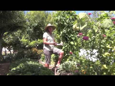 how to fertilize pole beans