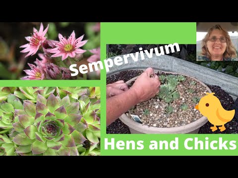 how to care for hens n chicks