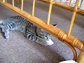Zuri Playing
