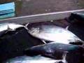 釣りカツオ　水揚げの様子