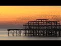 UK Brighton Sunset Birds