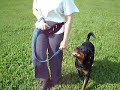 Rottweiler in Addestramento
