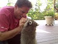 raccoons are very dangerous and have rabies raccoons are very dangerous and have rabies