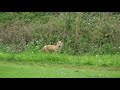 Fox at Sharp Park Golf Course