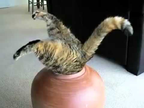 Cat Stuck In A Vase 