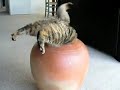 1 Cat Stuck In A Vase