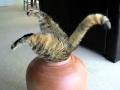 Cat Stuck In A Vase Cat Stuck In A Vase