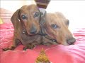 PERROS SALCHICHAS BRUNO Y LUNA 