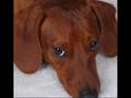 PERROS SALCHICHAS BRUNO Y LUNA VIDEO ERES PARA MI