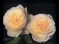 thuy-hang-dreaming-of-you.html