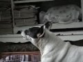 My pet Nicole My pet Nicole
