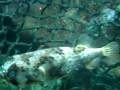 Puffing up Puffer Fish