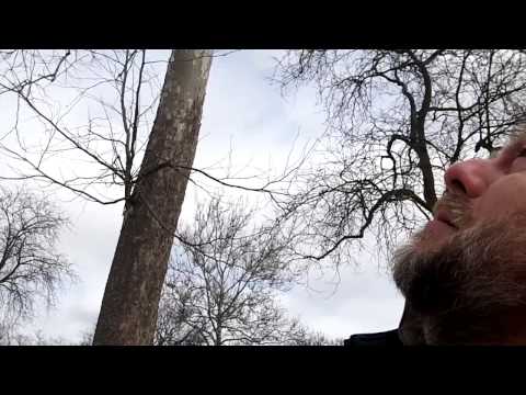 how to harvest sycamore seeds