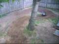 T-Maxx 3.3 VS. Revo 3.3 Shootout!