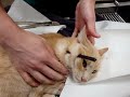 YouTubeサムネイル[rAKylkwuW_w] - 1枚目