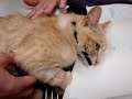 YouTubeサムネイル[rAKylkwuW_w] - 3枚目