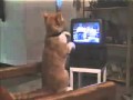 epic video! kucing dan boxing