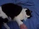 Cat scrtch Duel -- Stealth Combat Cat scrtch Duel -- Stealth Combat