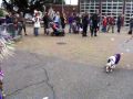 Dog Parade