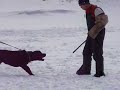 Che - Schutzund Training