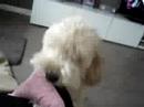dido gestoord dido gestoord